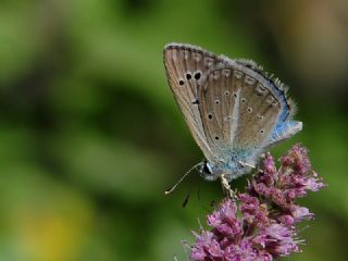 okgzl Kandl Mavisi (Polyommatus kanduli)