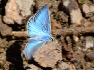 okgzl Kandl Mavisi (Polyommatus kanduli)