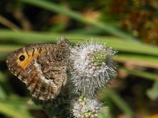 Seyit&nbsp;(Arethusana&nbsp;arethusa)