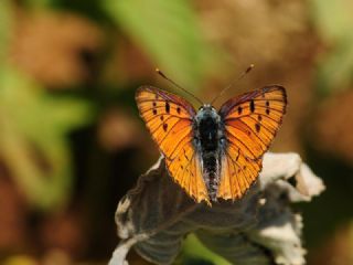 Byk Mor Bakr Gzeli (Lycaena alciphron)