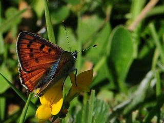 Byk Mor Bakr Gzeli (Lycaena alciphron)