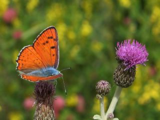 B�y�k Mor Bak�r G�zeli&nbsp;(Lycaena&nbsp;alciphron)