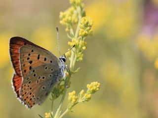 Byk Mor Bakr Gzeli (Lycaena alciphron)