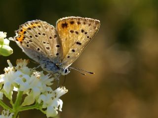 Byk Mor Bakr Gzeli (Lycaena alciphron)