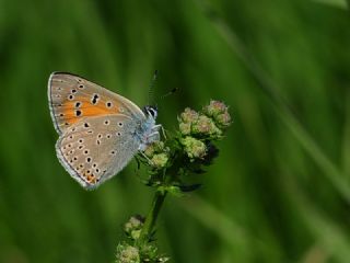 B�y�k Mor Bak�r G�zeli&nbsp;(Lycaena&nbsp;alciphron)