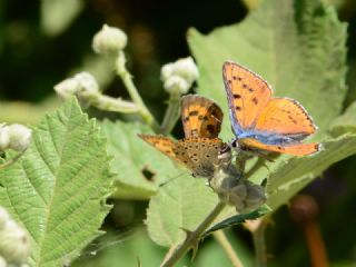 B�y�k Mor Bak�r G�zeli&nbsp;(Lycaena&nbsp;alciphron)