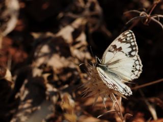 Akdeniz Melikesi (Melanargia titea)