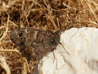 Anadolu Karamelei (Hipparchia fatua)