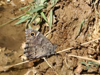 Anadolu Karamelei (Hipparchia fatua)