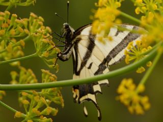 Kaplan Krlangkuyruk (Papilio alexanor)