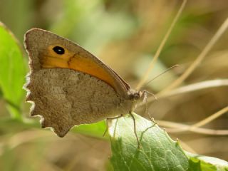 K���k Esmerperi&nbsp;(Hyponephele&nbsp;lycaon)