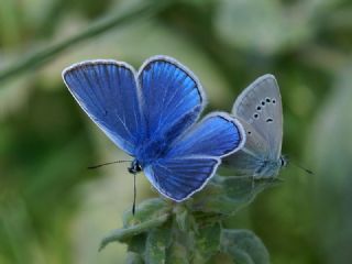 okgzl Selam Mavisi (Polyommatus merhaba)