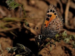 Kafkasya Gelinci�i&nbsp;(Tomares&nbsp;callimachus)