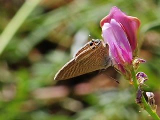 Lampides (Lampides boeticus)