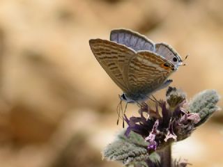 Lampides&nbsp;(Lampides&nbsp;boeticus)