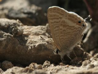 Lampides (Lampides boeticus)