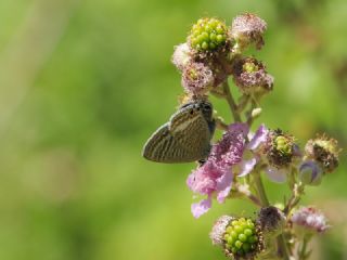 Lampides (Lampides boeticus)