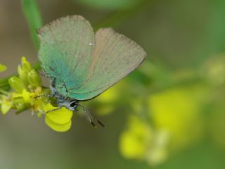 B�y�k Z�mr�t&nbsp;(Callophrys&nbsp;herculeana)