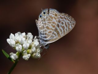 Mavi Zebra&nbsp;(Leptotes&nbsp;pirithous)
