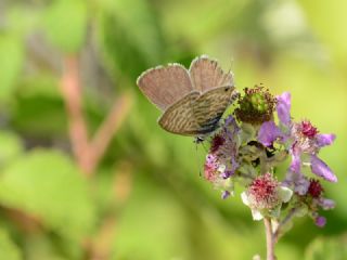 Mavi Zebra&nbsp;(Leptotes&nbsp;pirithous)