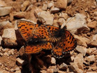 Gzel parhan (Melitaea trivia)