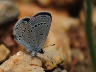 Minik Kupid (Cupido minimus)