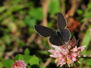 Minik Kupid (Cupido minimus)