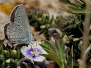 Minik Kupid (Cupido minimus)