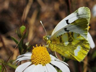 Zegris (Zegris eupheme)