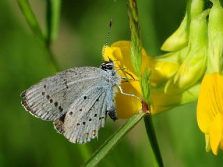 Everes&nbsp;(Cupido&nbsp;argiades)