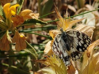 Anadolu Melikesi&nbsp;(Melanargia&nbsp;larissa)