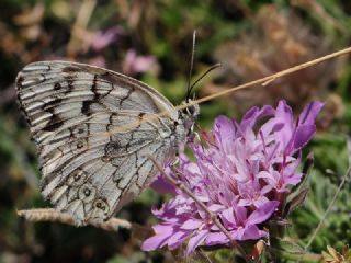 Anadolu Melikesi (Melanargia larissa)