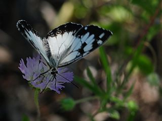 Akdeniz Melikesi (Melanargia titea)