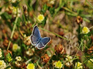 Gm Lekeli Esmergz (Plebejus argus)