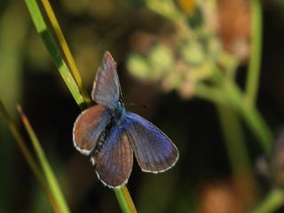 Gm Lekeli Esmergz (Plebejus argus)