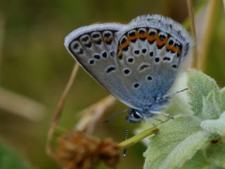 Gm Lekeli Esmergz (Plebejus argus)