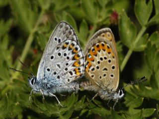 G�m�� Lekeli Esmerg�z&nbsp;(Plebejus&nbsp;argus)