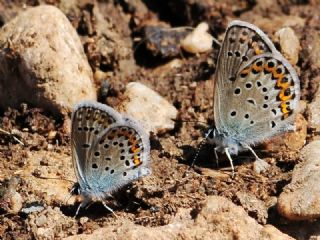 Gm Lekeli Esmergz (Plebejus argus)