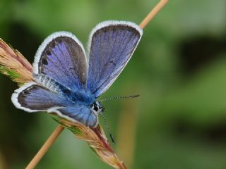 Gm Lekeli Esmergz (Plebejus argus)