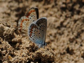 Gm Lekeli Esmergz (Plebejus argus)