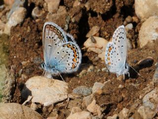 G�m�� Lekeli Esmerg�z&nbsp;(Plebejus&nbsp;argus)