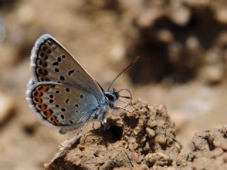 G�m�� Lekeli Esmerg�z&nbsp;(Plebejus&nbsp;argus)