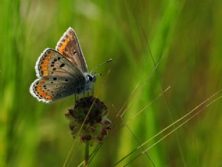 okgzl Esmer (Aricia agestis)