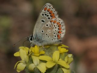 okgzl Esmer (Aricia agestis)