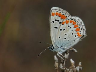 okgzl Esmer (Aricia agestis)