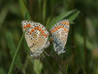 okgzl Esmer (Aricia agestis)