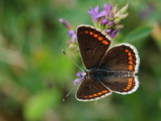 okgzl Esmer (Aricia agestis)