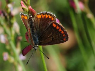 okgzl Esmer (Aricia agestis)