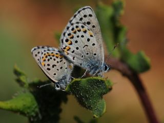 Bavius Mavisi (Pseudophilotes bavius)