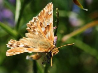 Mermer Zpzp (Carcharodus lavatherae)